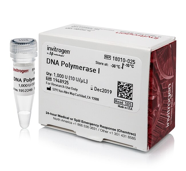 DNA Polymerase I